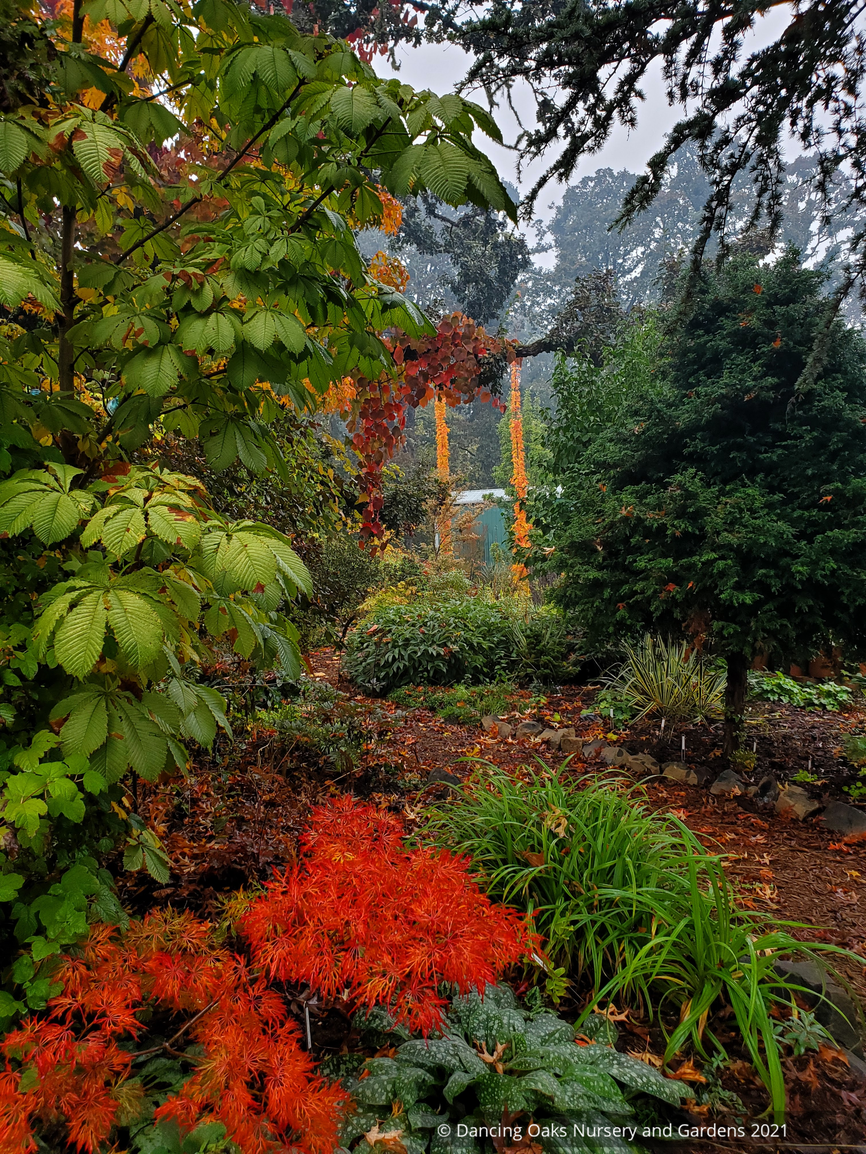 Trees ~ Aesculus hippocastenum 'Wisselink', Wisselink Horse Chestnut ~ Dancing Oaks Nursery and Gardens ~ Retail Nursery ~ Mail Order Nursery