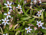 Rhodohypoxis 'Hebron Farm Biscuit'