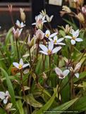 Rhodohypoxis 'Hebron Farm Biscuit'