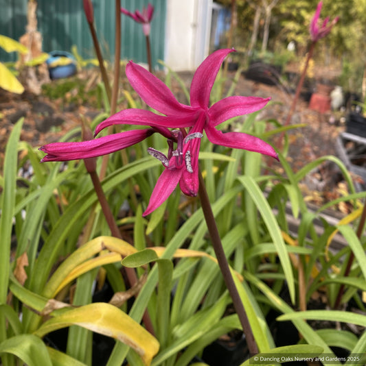 × Amarine tubergenii 'Tomoko', Amarine Belladiva Hybrid