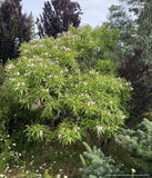 x Chitalpa tashkentensis 'Pink Dawn', Chitalpa