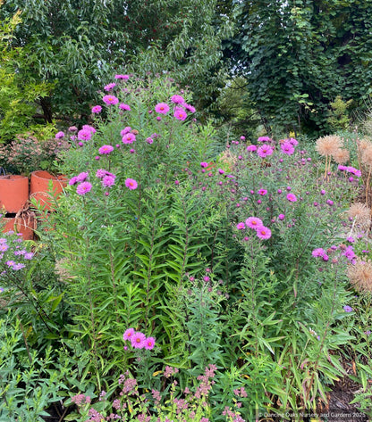Perennials ~ Symphyotrichum (syn. Aster) novae-angliae 'Betel Nut', New England Aster - Dancing Oaks Nursery and Gardens ~ Dancing Oaks Nursery and Gardens ~ Retail Nursery ~ Mail Order Nursery