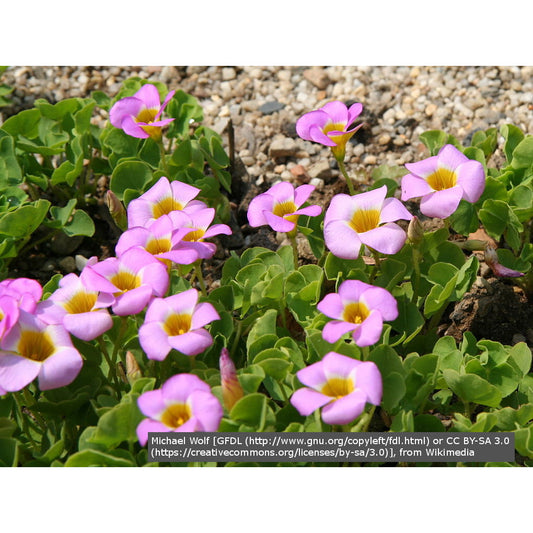 Perennials ~ Oxalis depressa (syn. inops), Wood Sorrel ~ Dancing Oaks Nursery and Gardens ~ Retail Nursery ~ Mail Order Nursery