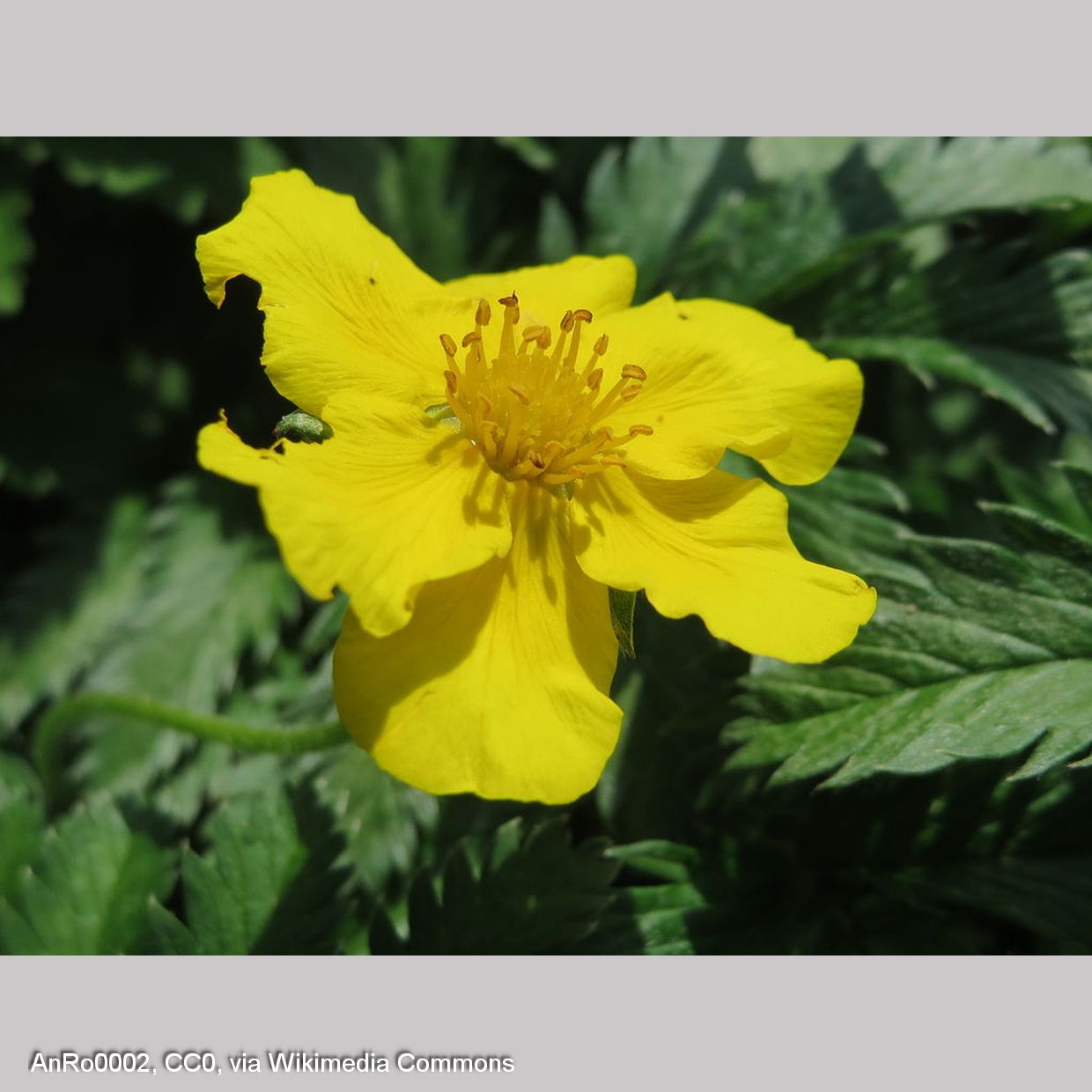 Perennials ~ Potentilla anserina, Silkweed Cinquefoil or Pacific Silverweed ~ Dancing Oaks Nursery and Gardens ~ Retail Nursery ~ Mail Order Nursery