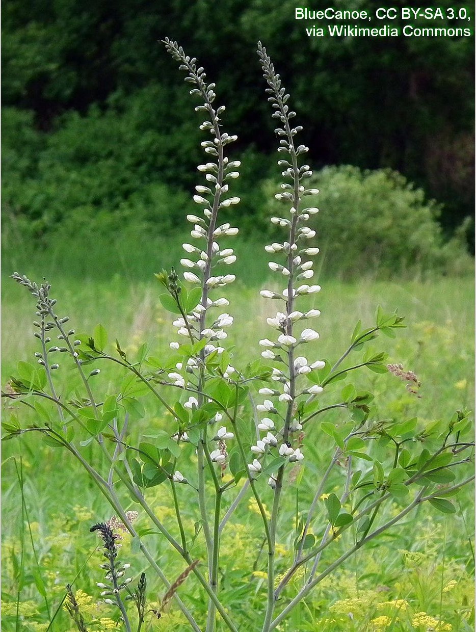Perennials ~ Baptisia alba, White Wild Indigo ~ Dancing Oaks Nursery and Gardens ~ Retail Nursery ~ Mail Order Nursery