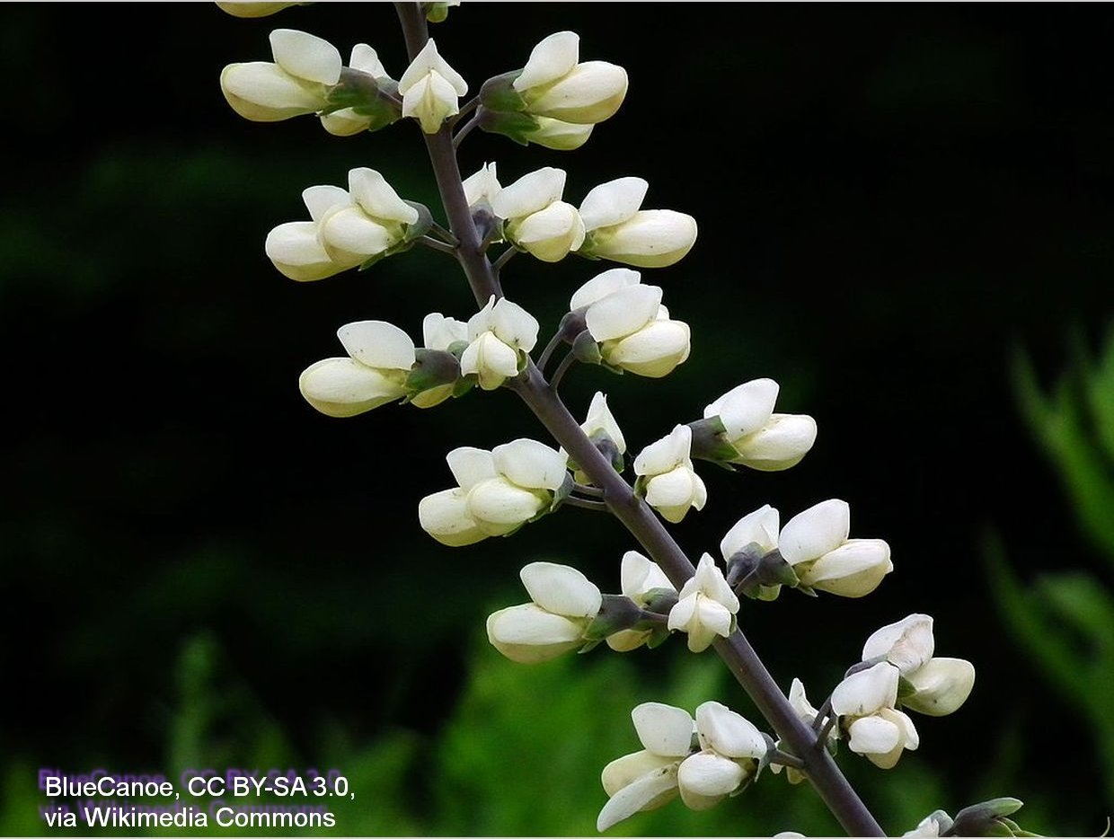Perennials ~ Baptisia alba, White Wild Indigo ~ Dancing Oaks Nursery and Gardens ~ Retail Nursery ~ Mail Order Nursery