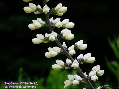 Perennials ~ Baptisia alba, White Wild Indigo ~ Dancing Oaks Nursery and Gardens ~ Retail Nursery ~ Mail Order Nursery