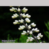 Perennials ~ Baptisia alba, White Wild Indigo ~ Dancing Oaks Nursery and Gardens ~ Retail Nursery ~ Mail Order Nursery