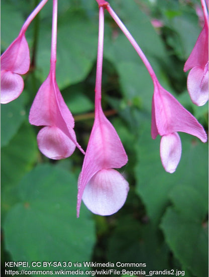 Perennials ~ Begonia grandis, Hardy Begonia ~ Dancing Oaks Nursery and Gardens ~ Retail Nursery ~ Mail Order Nursery