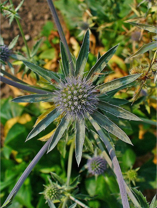 Perennials ~ Eryngium planum, Sea Holly ~ Dancing Oaks Nursery and Gardens ~ Retail Nursery ~ Mail Order Nursery