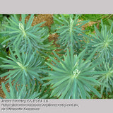 Perennials ~ Euphorbia characias subsp. wulfenii, Spurge ~ Dancing Oaks Nursery and Gardens ~ Retail Nursery ~ Mail Order Nursery