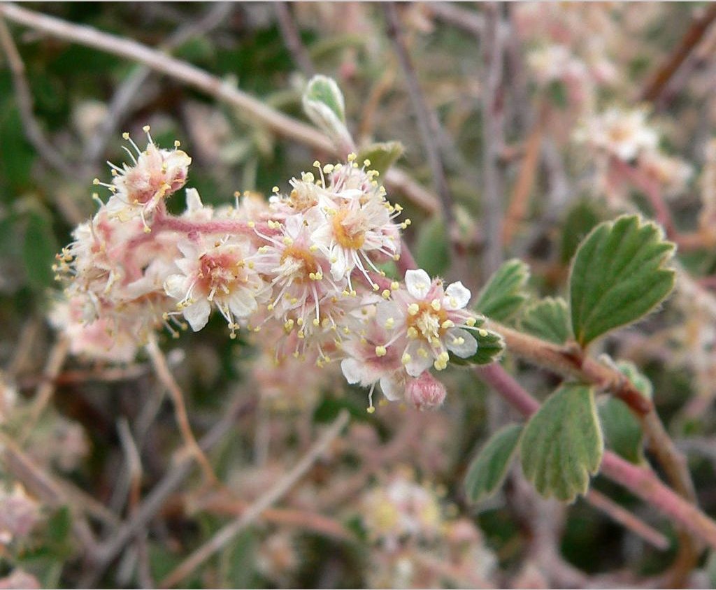 Shrubs ~ Holodiscus microphyllus, Small-leaf Mountain Cream Bush ~ Dancing Oaks Nursery and Gardens ~ Retail Nursery ~ Mail Order Nursery