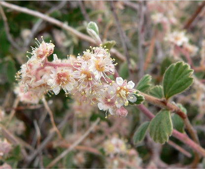 Shrubs ~ Holodiscus microphyllus, Small-leaf Mountain Cream Bush ~ Dancing Oaks Nursery and Gardens ~ Retail Nursery ~ Mail Order Nursery