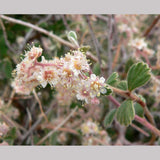 Shrubs ~ Holodiscus microphyllus, Small-leaf Mountain Cream Bush ~ Dancing Oaks Nursery and Gardens ~ Retail Nursery ~ Mail Order Nursery