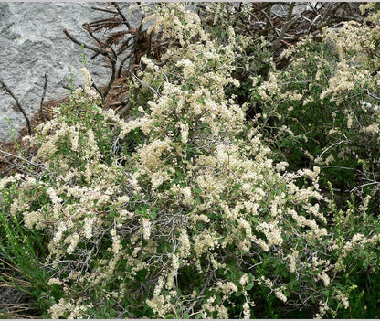 Shrubs ~ Holodiscus microphyllus, Small-leaf Mountain Cream Bush ~ Dancing Oaks Nursery and Gardens ~ Retail Nursery ~ Mail Order Nursery