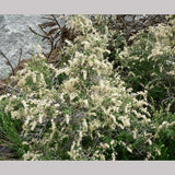 Shrubs ~ Holodiscus microphyllus, Small-leaf Mountain Cream Bush ~ Dancing Oaks Nursery and Gardens ~ Retail Nursery ~ Mail Order Nursery