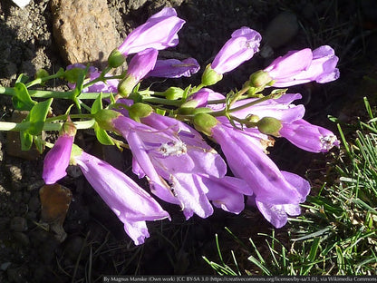 Perennials ~ Penstemon barrettiae, Barrett's Penstemon ~ Dancing Oaks Nursery and Gardens ~ Retail Nursery ~ Mail Order Nursery