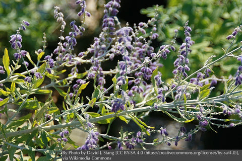 Perennials ~ Salvia yangii 'Little Spire' (syn. Perovskia atriplicifolia), Russian Sage ~ Dancing Oaks Nursery and Gardens ~ Retail Nursery ~ Mail Order Nursery