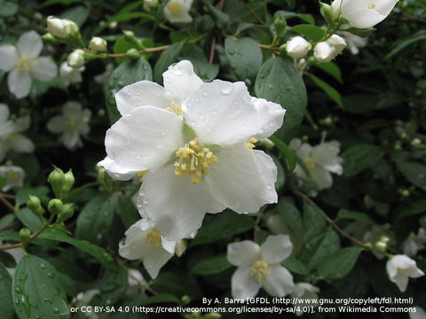 Shrubs ~ Philadelphus lewisii, Western Mock Orange ~ Dancing Oaks Nursery and Gardens ~ Retail Nursery ~ Mail Order Nursery