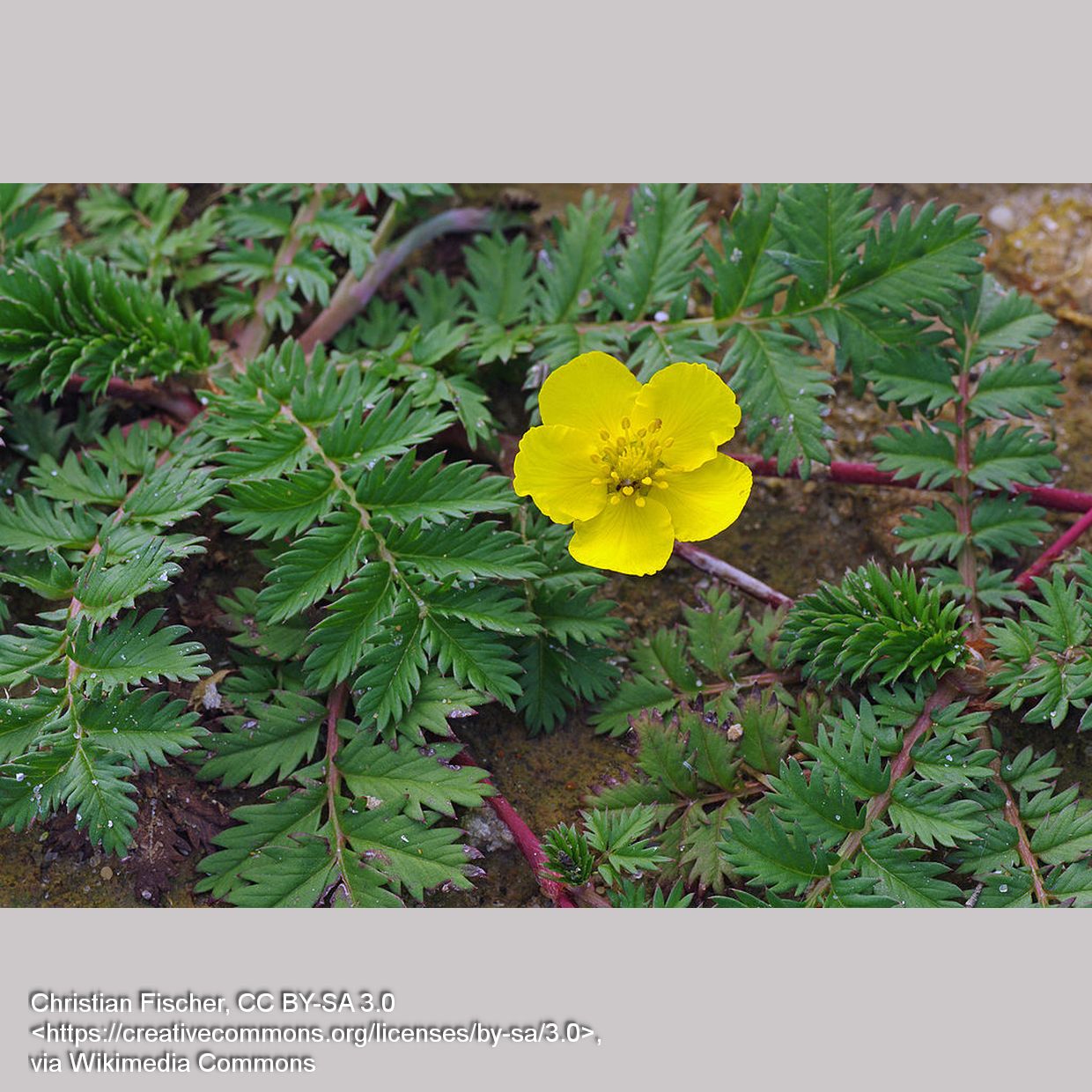 Perennials ~ Potentilla anserina, Silkweed Cinquefoil or Pacific Silverweed ~ Dancing Oaks Nursery and Gardens ~ Retail Nursery ~ Mail Order Nursery