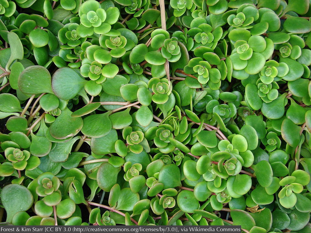 Perennials ~ Sedum tetractinum, Chinese Stonecrop ~ Dancing Oaks Nursery and Gardens ~ Retail Nursery ~ Mail Order Nursery