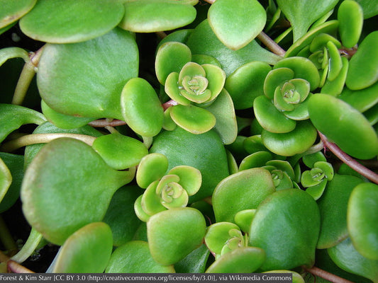 Perennials ~ Sedum tetractinum, Chinese Stonecrop ~ Dancing Oaks Nursery and Gardens ~ Retail Nursery ~ Mail Order Nursery