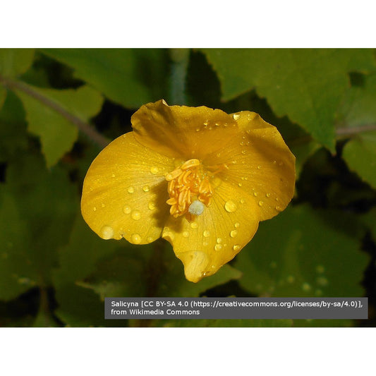 Perennials ~ Stylophorum lasiocarpum, Chinese Celandine Poppy ~ Dancing Oaks Nursery and Gardens ~ Retail Nursery ~ Mail Order Nursery