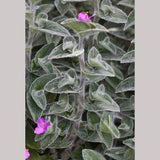 Perennials ~ Tradescantia sillamontana, Cobweb Spiderwort ~ Dancing Oaks Nursery and Gardens ~ Retail Nursery ~ Mail Order Nursery