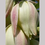Perennials ~ Yucca glauca, Soapweed Yucca or Plains Yucca ~ Dancing Oaks Nursery and Gardens ~ Retail Nursery ~ Mail Order Nursery