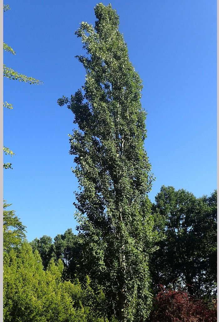 Trees ~ Populus tremula 'Erecta', Upright Swedish Aspen ~ Dancing Oaks Nursery and Gardens ~ Retail Nursery ~ Mail Order Nursery