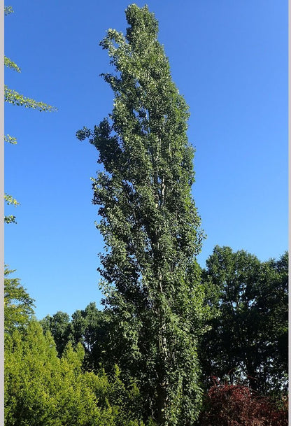 Trees ~ Populus tremula 'Erecta', Upright Swedish Aspen ~ Dancing Oaks Nursery and Gardens ~ Retail Nursery ~ Mail Order Nursery