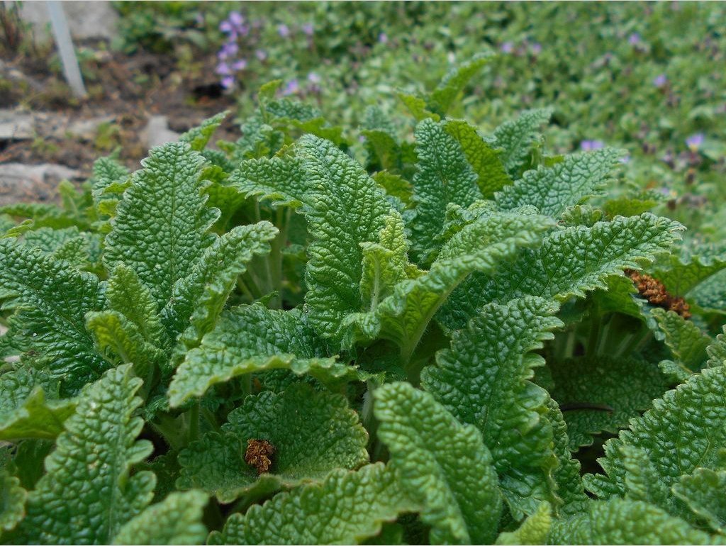 Perennials ~ Teucrium hircanicum, Iranian Wood Sage ~ Dancing Oaks Nursery and Gardens ~ Retail Nursery ~ Mail Order Nursery