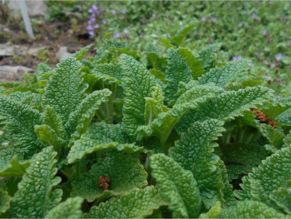Perennials ~ Teucrium hircanicum, Iranian Wood Sage ~ Dancing Oaks Nursery and Gardens ~ Retail Nursery ~ Mail Order Nursery