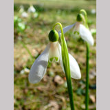 Bulbs & Tubers ~ Galanthus woronowii (syn. ikariae), Russian Snowdrop ~ Dancing Oaks Nursery and Gardens ~ Retail Nursery ~ Mail Order Nursery