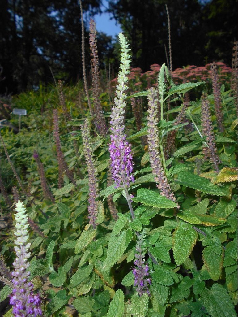 Perennials ~ Teucrium hircanicum, Iranian Wood Sage ~ Dancing Oaks Nursery and Gardens ~ Retail Nursery ~ Mail Order Nursery