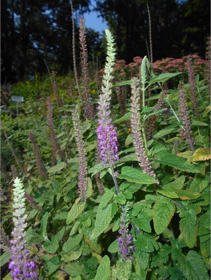 Perennials ~ Teucrium hircanicum, Iranian Wood Sage ~ Dancing Oaks Nursery and Gardens ~ Retail Nursery ~ Mail Order Nursery