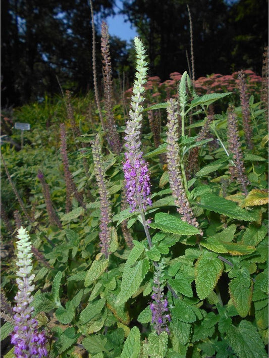 Perennials ~ Teucrium hircanicum, Iranian Wood Sage ~ Dancing Oaks Nursery and Gardens ~ Retail Nursery ~ Mail Order Nursery
