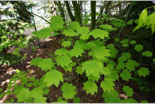 Trees ~ Acer circinatum, West Coast Native Vine Maple ~ Dancing Oaks Nursery and Gardens ~ Retail Nursery ~ Mail Order Nursery
