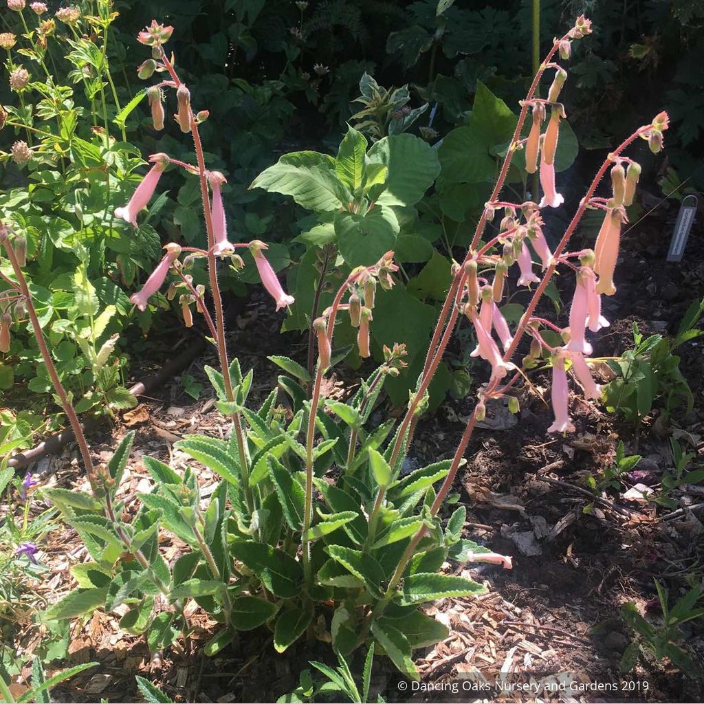 Perennials ~ Sinningia 'Invasion Force', Hardy Pink Gloxinia ~ Dancing Oaks Nursery and Gardens ~ Retail Nursery ~ Mail Order Nursery