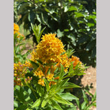 Perennials ~ Cestrum 'Orange Peel', Night-blooming Jasmine or Willow Jessamine ~ Dancing Oaks Nursery and Gardens ~ Retail Nursery ~ Mail Order Nursery