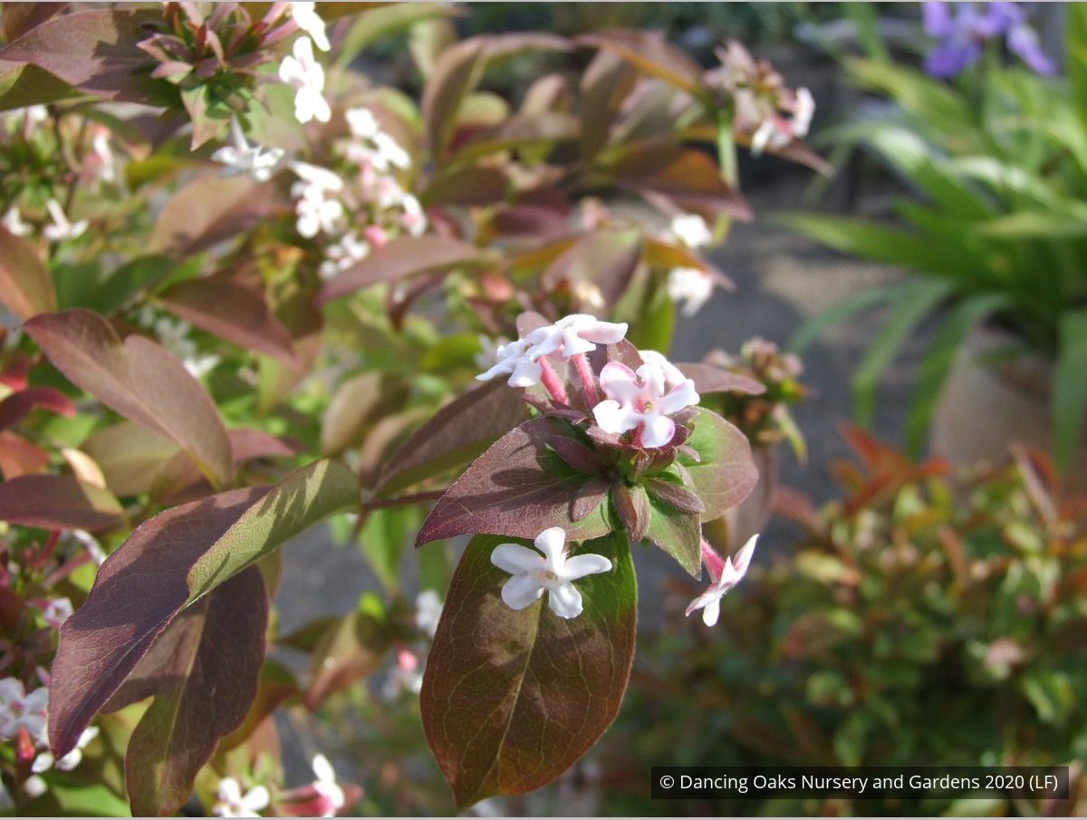Shrubs ~ Abelia mosanensis, Fragrant Abelia ~ Dancing Oaks Nursery and Gardens ~ Retail Nursery ~ Mail Order Nursery