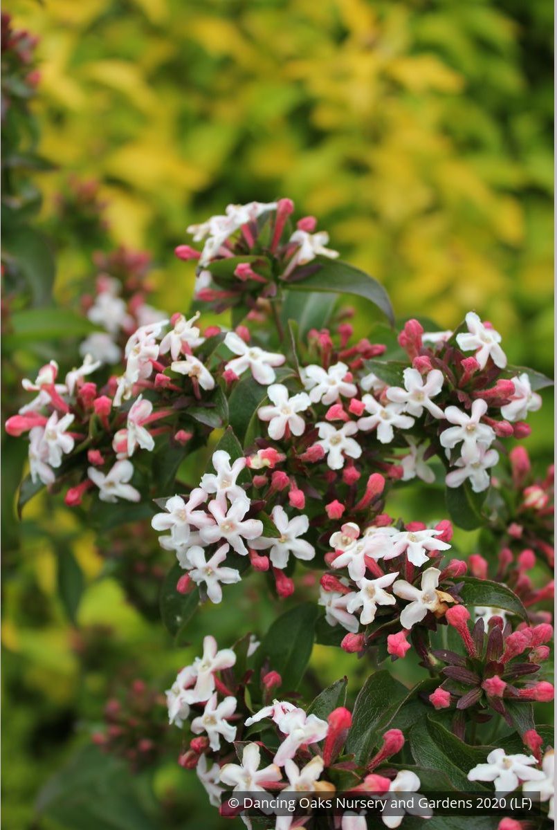 Shrubs ~ Abelia mosanensis, Fragrant Abelia ~ Dancing Oaks Nursery and Gardens ~ Retail Nursery ~ Mail Order Nursery