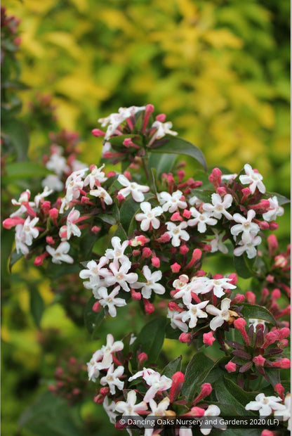Shrubs ~ Abelia mosanensis, Fragrant Abelia ~ Dancing Oaks Nursery and Gardens ~ Retail Nursery ~ Mail Order Nursery