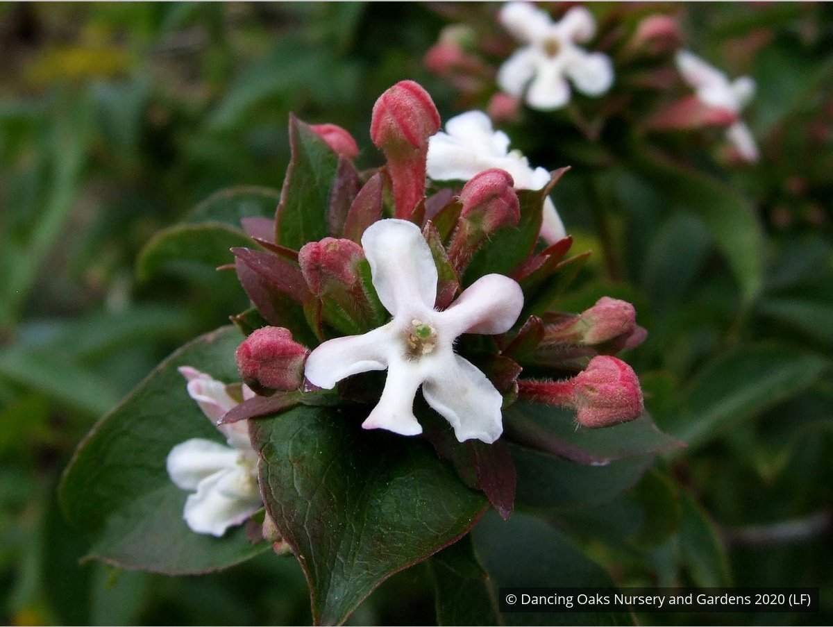 Shrubs ~ Abelia mosanensis, Fragrant Abelia ~ Dancing Oaks Nursery and Gardens ~ Retail Nursery ~ Mail Order Nursery