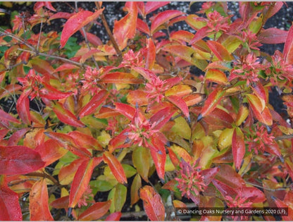 Shrubs ~ Abelia mosanensis, Fragrant Abelia ~ Dancing Oaks Nursery and Gardens ~ Retail Nursery ~ Mail Order Nursery
