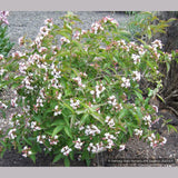 Shrubs ~ Abelia mosanensis, Fragrant Abelia ~ Dancing Oaks Nursery and Gardens ~ Retail Nursery ~ Mail Order Nursery