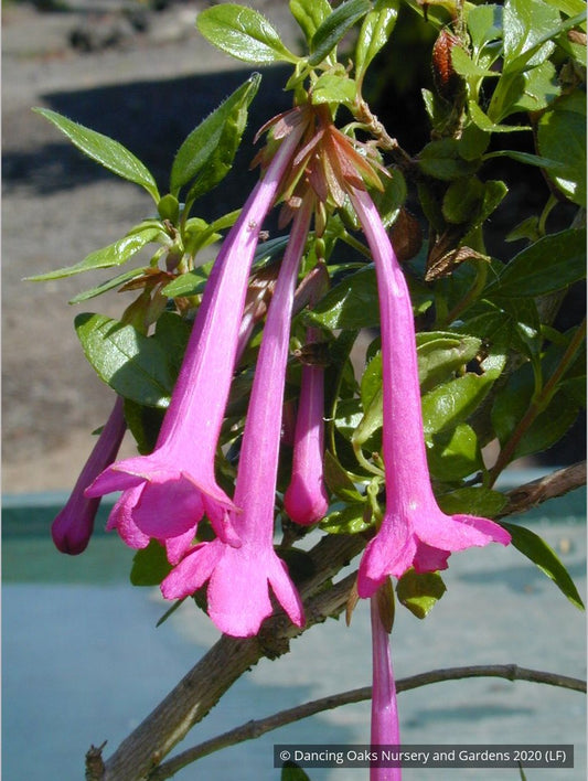Shrubs ~ Abelia floribunda, Mexican Abelia ~ Dancing Oaks Nursery and Gardens ~ Retail Nursery ~ Mail Order Nursery