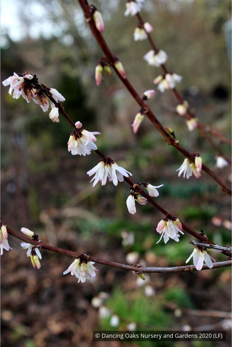 Shrubs ~ Abeliophyllum distichum, White Forsythia ~ Dancing Oaks Nursery and Gardens ~ Retail Nursery ~ Mail Order Nursery
