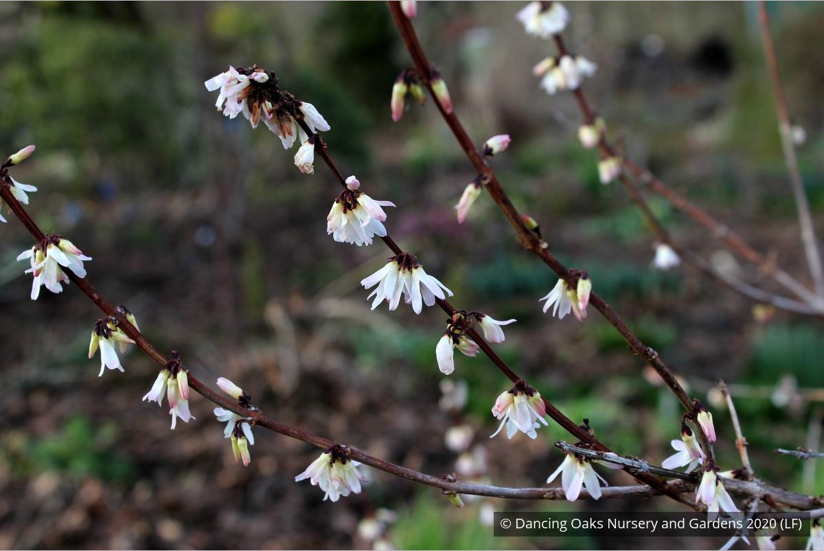 Shrubs ~ Abeliophyllum distichum, White Forsythia ~ Dancing Oaks Nursery and Gardens ~ Retail Nursery ~ Mail Order Nursery