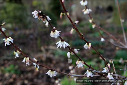 Shrubs ~ Abeliophyllum distichum, White Forsythia ~ Dancing Oaks Nursery and Gardens ~ Retail Nursery ~ Mail Order Nursery